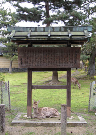 Deer Chill Out