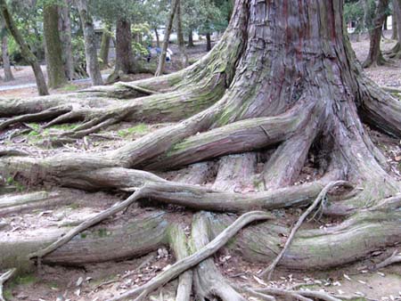 Tree!