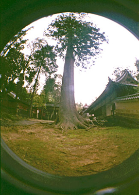 Tree!