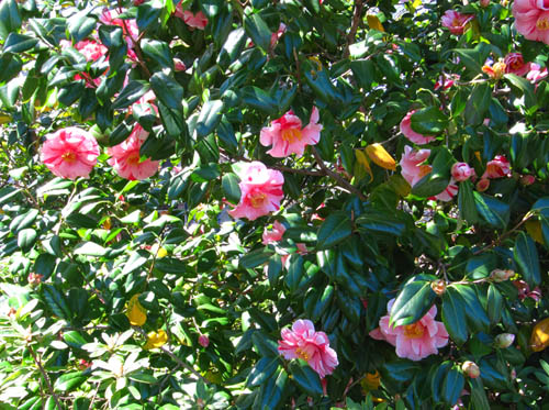 Fleurs