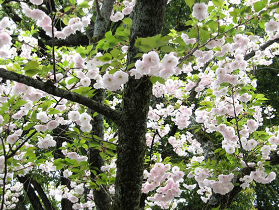 Spring in Japan