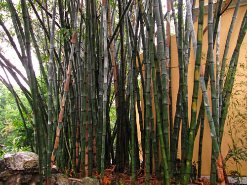 LOU LIM LOK GARDEN