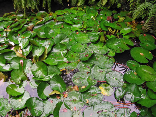 LOU LIM LOK GARDEN