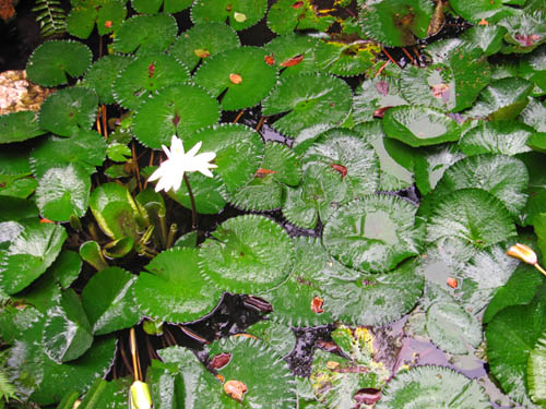 LOU LIM LOK GARDEN