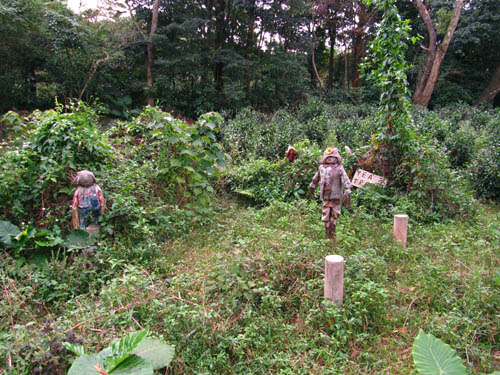 Voodoo Tea Trees