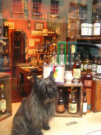 Scotch Dog!